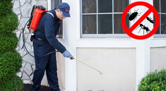 Çobanlar Pire İlaçlama böcek ilaçlama ve haşere kontrolü — ilaclama-tr.com